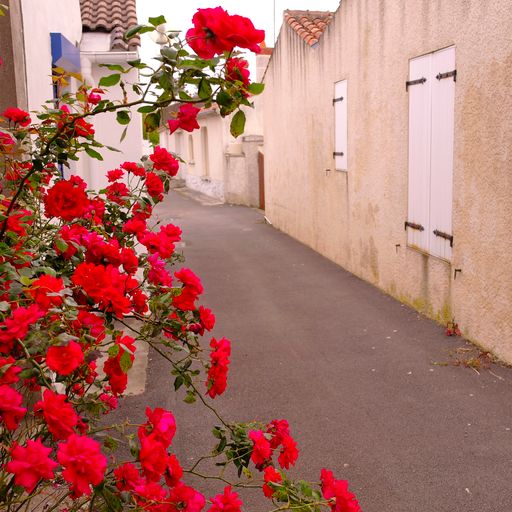 A closeup shot of red flowers along a town street