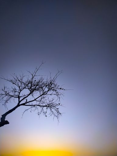 A vertical shot of sunset with beautiful colors and a silhouette of a tree