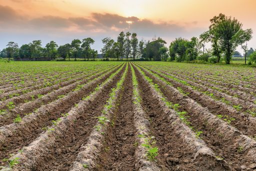 A landscape of a field covered in greenery under a cloudy sky during the sunset in the evening