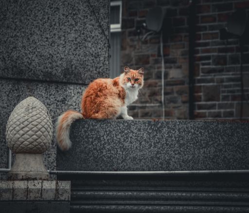 A domestic orange and white cat perched atop a black wall with a contemplative expression