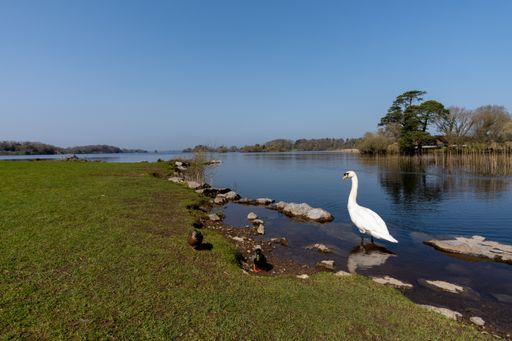 A graceful white swan on the shore of a lake in the Killarney National Park Ireland