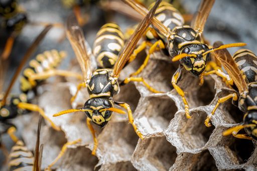 A macro shot of a wasp nest featuring several larvae in their cells, along with the wasps tending to them