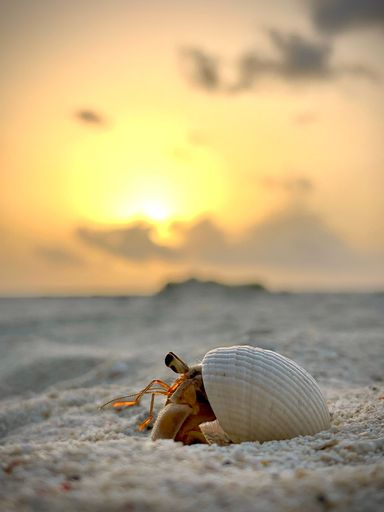 A vibrant, orange and pink sunset illuminating a crab resting inside of its shell
