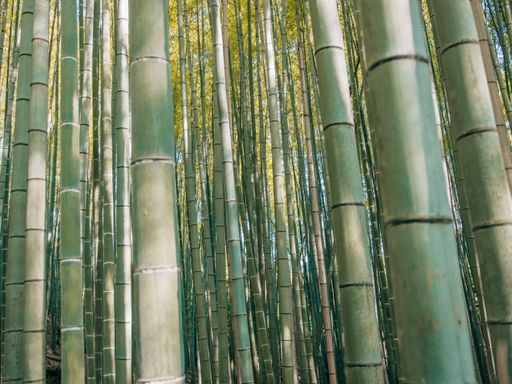 A bamboo forest in Kyoto, Japan