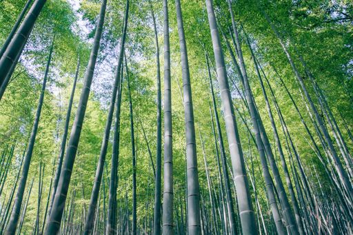 A low angle shot of tall green bamboo trees in the forest