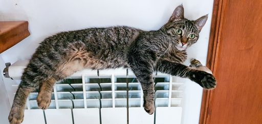 A closeup shot of a cat lying on the heater and looking straight