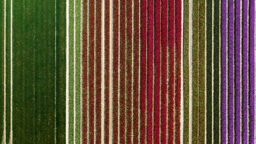 An aerial view of colorful tulip fields in the Netherlands