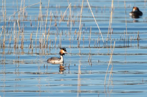 A selective focus shot of great crested grebe swimming in the lake