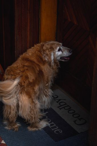 A ginger dog standing in front of the door on a goodbye-welcome carpet under the lights