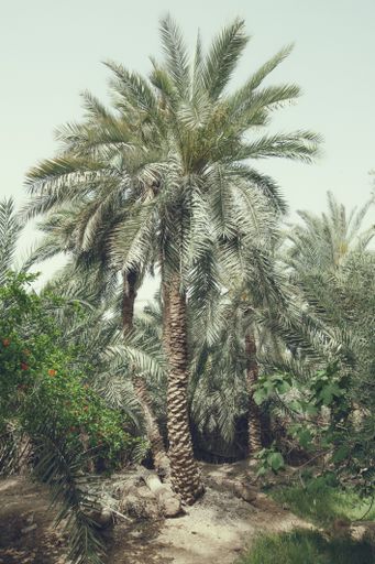Date Palm Tree, in the Egyptian Oasis town of Siwa, Egypt, Africa. 