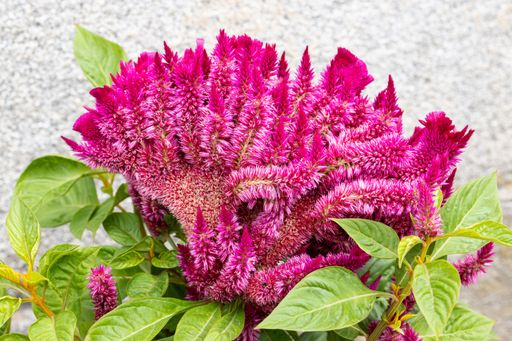 A closeup of Celosia argentea (Cockscomb flower) growing outdoors