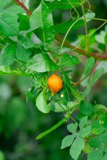 A orange Bitter Melon is seen growing on a lush bush