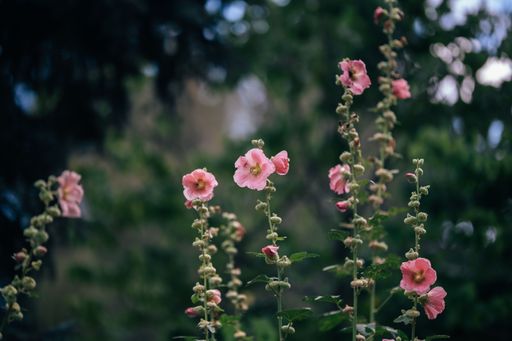 A selective focus shot of a garden with blooming pink wild rose flowers