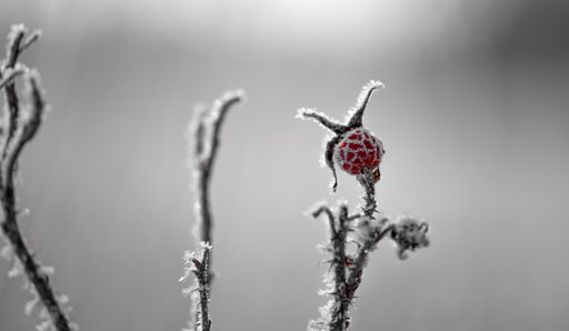 A closeup shot of a frozen rosehip in the snowy park