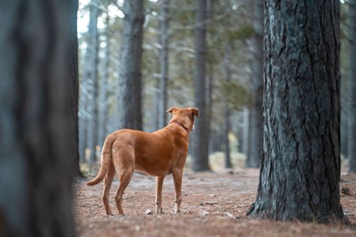 A young, medium-sized dog stands in a tranquil wooded area, near a tall, lush tree