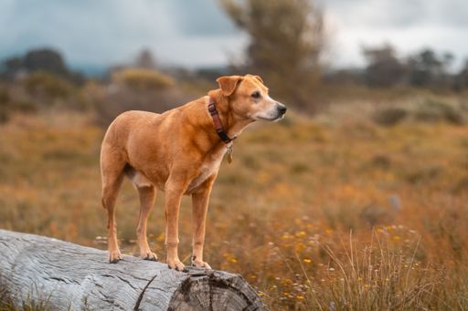 Adorable small dog standing on a piece of wood, looking off into the distance, curious and full of life