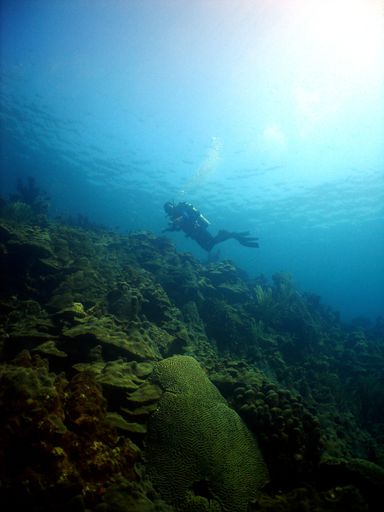 A vertical shot of a scuba diver over coral reefs in the sea