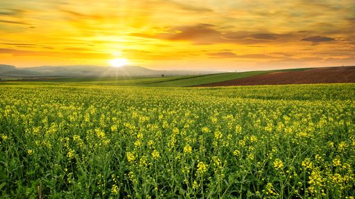 agriculture, sunset in the fertile plain, fields with flowering rapeseed and wheat.