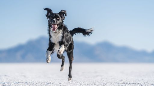 A black and white dog running around and playing on a frozen lake in Salt Lake City