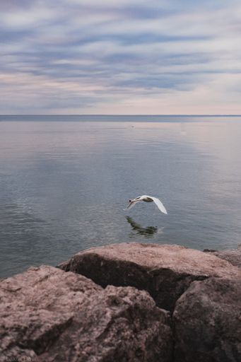 A vertical shot of a swan flying over the water surface at sea
