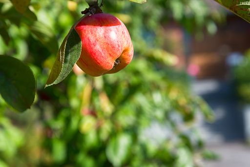 Close up of red apple in apple tree