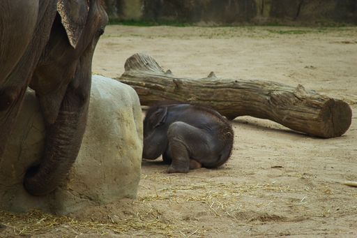 A closeup shot of a baby elephant in the zoo near its mother