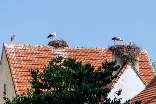 Two pairs of white storks, Ciconia ciconia, large birds taking care of their nest on a roof top in Ifrane, Morocco during the summer breeding months.