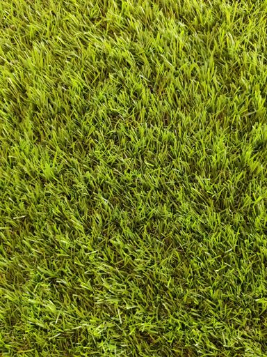 A top view of green grasses on a lawn with copyscape