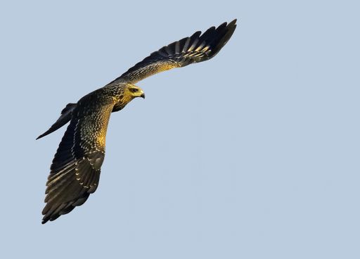 A closeup shot of a Black kite flying against a light-blue sky