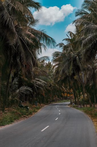A vertical shot of an empty road surrounded by tall coconut trees