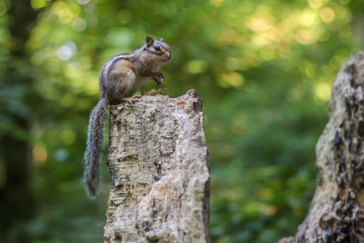 A grey squirrel perched on a log in a natural forest environment
