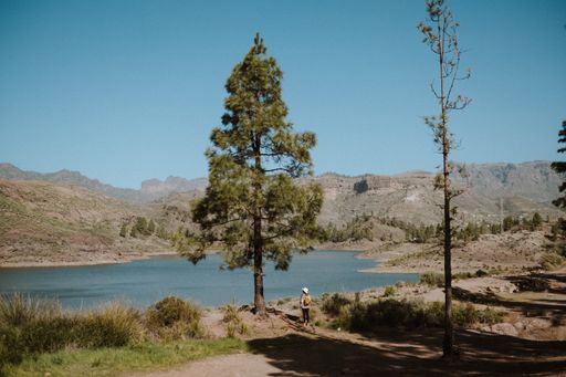 A woman hiker beside a pine tree overlooking a beautiful lake on a sunny day