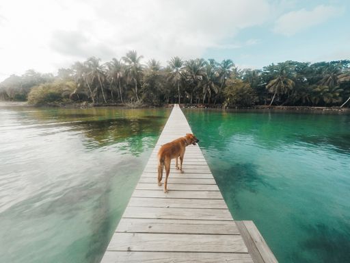 A beautiful tropical view of a lagoon and palm trees from a wooden pier and a dog standing on it