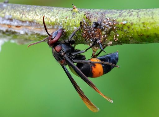 A closeup of a lesser banded hornet perched on a green plant
