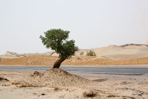 A solitary Juniper tree stands tall in the arid desert landscape, with a winding road in the foreground