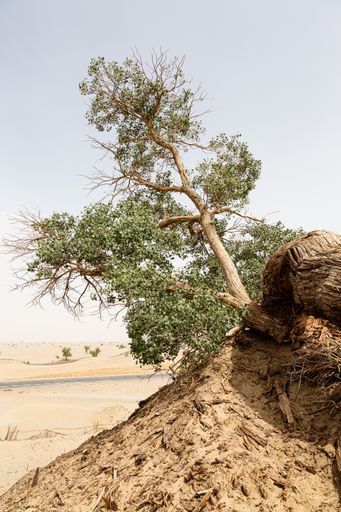 An old, deciduous tree is lying horizontally on the ground, with a small branch jutting out from its trunk