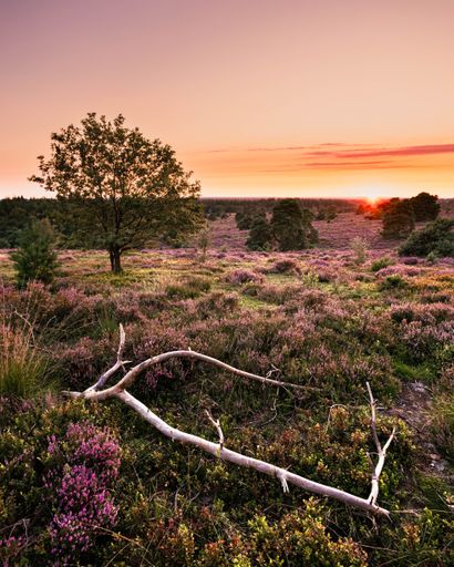 A vertical shot of a heather field at sunset in Holten, the Netherlands
