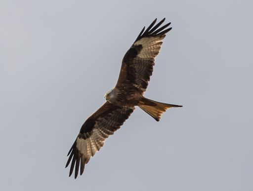 A low angle shot of a golden eagle flying against a blue sky