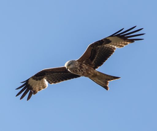 A black kite flying under blue sky