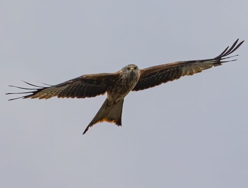A brown falcon flying in the clear blue sky