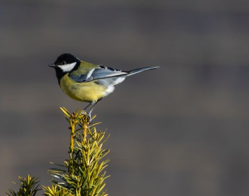 A closeup shot of a Eurasian blue tit perched on a branch