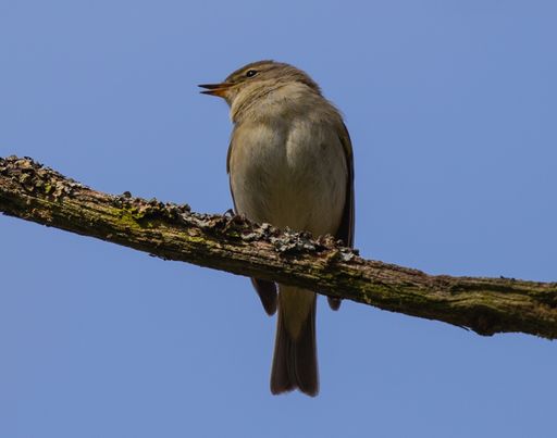 A closeup shot of a sparrow perched on a branch