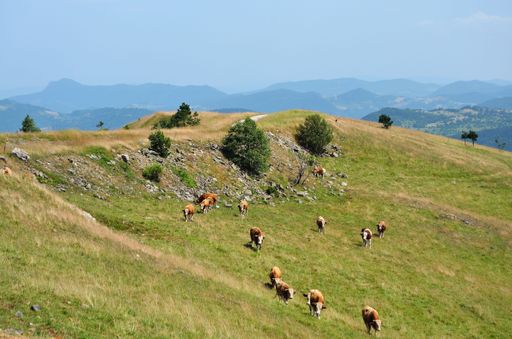 A scenic landscape of Zlatibor mountain in Serbia  with cows grazing in the foreground