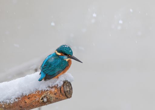 A closeup shot of a common kingfisher bird on a snowy branch