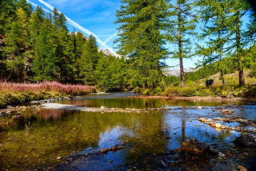 A beautiful shot of a lake in the middle of a forest under a blue and clear sky with a horse nearby