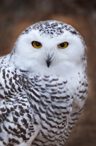 A vertical closeup of a white owl with yellow eyes under the lights with a blurry background