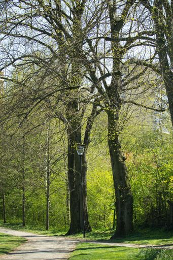 A vertical shot of a narrow pathway in a park surrounded by trees