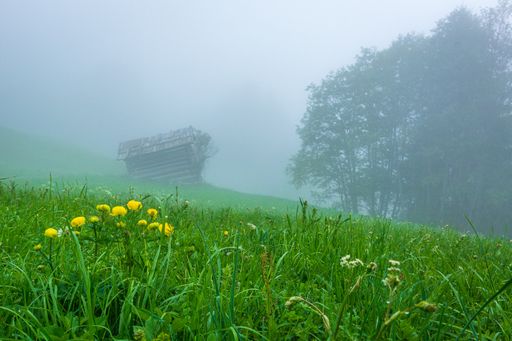A yellow wildflower on greenfield during a misty morning