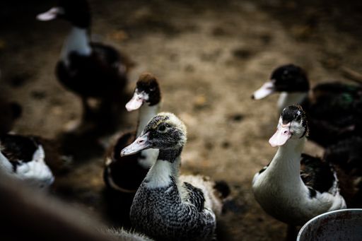 A selective focus shot of grouped ducks under spotted light