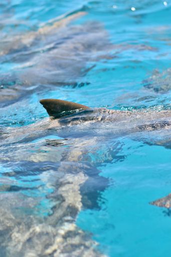 A majestic Nurse shark gliding through the tranquil ocean